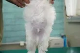 マルチーズ【栃木県・男の子・2021年10月28日・ホワイト】の写真5「12/23」