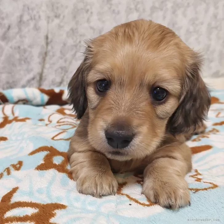ID：2411-06414の子犬