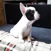 フレンチブルドッグ