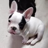 フレンチブルドッグ