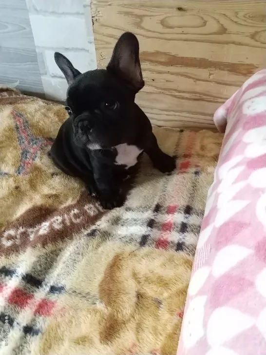 ID：2108-01812の子犬