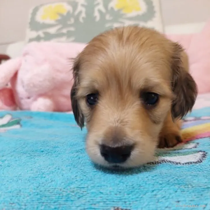 ID：2304-01222の子犬