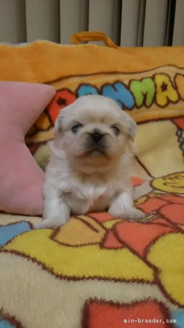 taka 様のお迎えした子犬