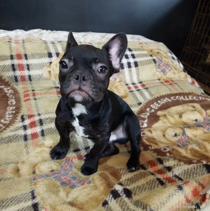 ID：2304-03764の子犬