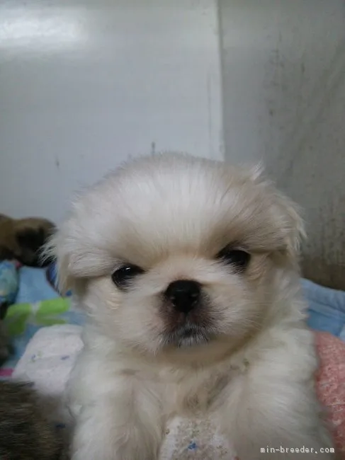 ID:1712-02424の子犬