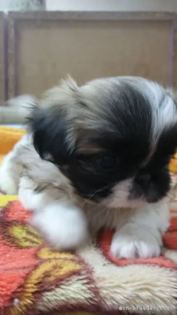 ハク 様のお迎えした子犬