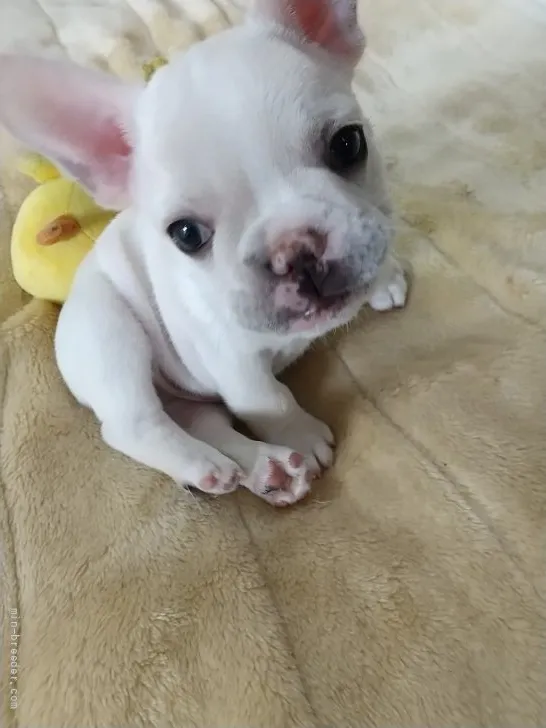 お 様のお迎えした子犬