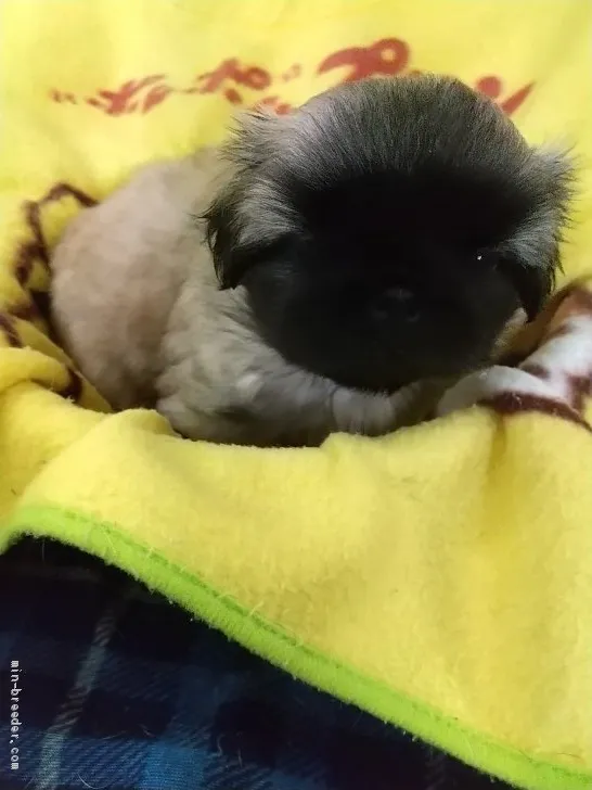 ID:2008-00481の子犬