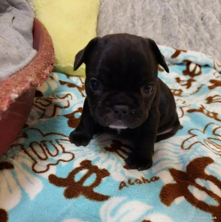ID：2212-03759の子犬