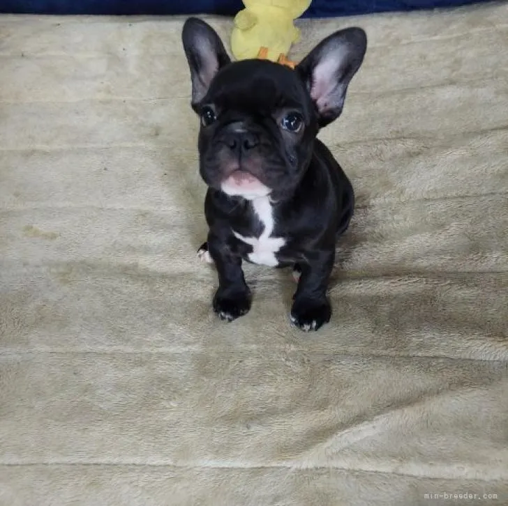 ID:2208-00727の子犬
