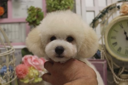 小林栄作ブリーダーのブログ：ずんぐり，むっくり！！