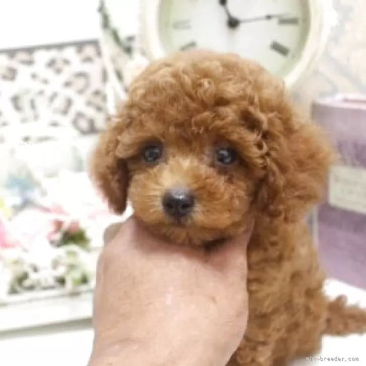 ID:2507-05410の子犬
