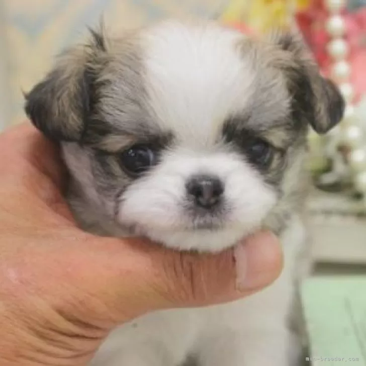 チワワ(ロング)【大阪府・女の子・2025年9月4日・ホワイト&amp;レッド】の写真1