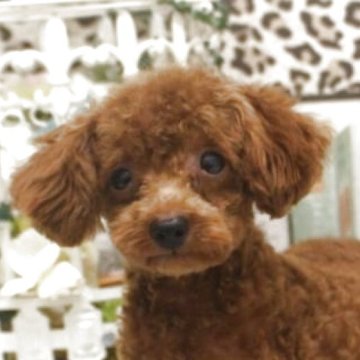 タイニープードル【大阪府・男の子・2025年5月16日・レッド】の写真「やんちゃ坊主っ♪」