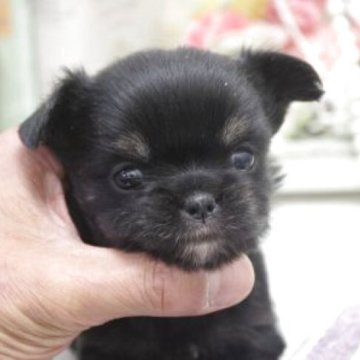 チワワ(ロング)【大阪府・女の子・2025年10月17日・ブラックタン】の写真「キュートなお顔だちっ♪」