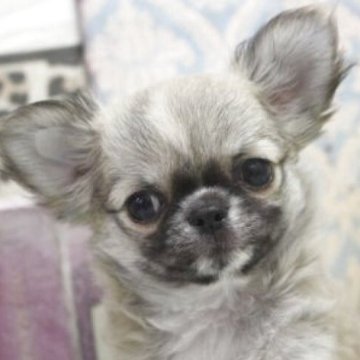 チワワ(ロング)【大阪府・男の子・2025年9月4日・フォーン&ホワイト】の写真「お鼻ぺったんこ！！」