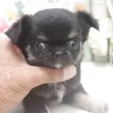 チワワ(ロング)