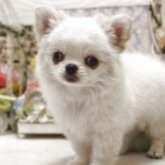 チワワ(ロング)