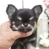 チワワ(ロング)