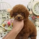 タイニープードル