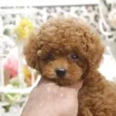 タイニープードル