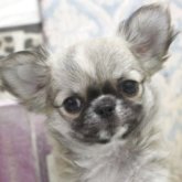 チワワ(ロング)