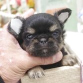 チワワ(ロング)