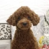 タイニープードル【大阪府・男の子・2025年5月16日・レッド】の写真2