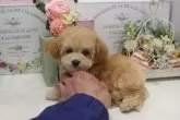 タイニープードル【大阪府・男の子・2024年10月12日・アプリコット】の写真3