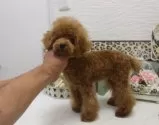 ティーカッププードル【大阪府・女の子・2025年5月16日・レッド】の写真5