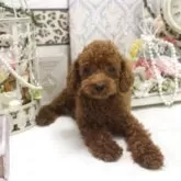 タイニープードル【大阪府・男の子・2025年5月16日・レッド】の写真5