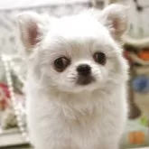 チワワ(ロング)【大阪府・女の子・2025年9月4日・クリーム】の写真5