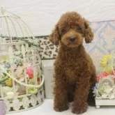 タイニープードル【大阪府・男の子・2025年5月16日・レッド】の写真6