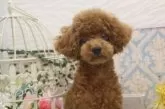 ティーカッププードル【大阪府・女の子・2025年5月16日・レッド】の写真8