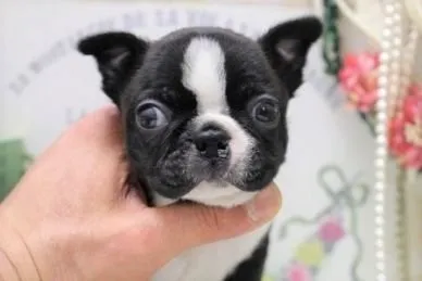 ヨッシー 様のお迎えした子犬