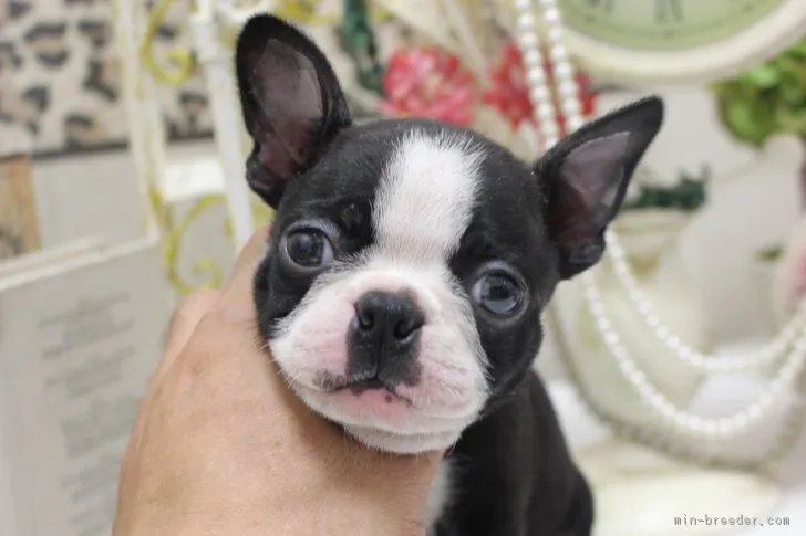 のぶかな 様のお迎えした子犬