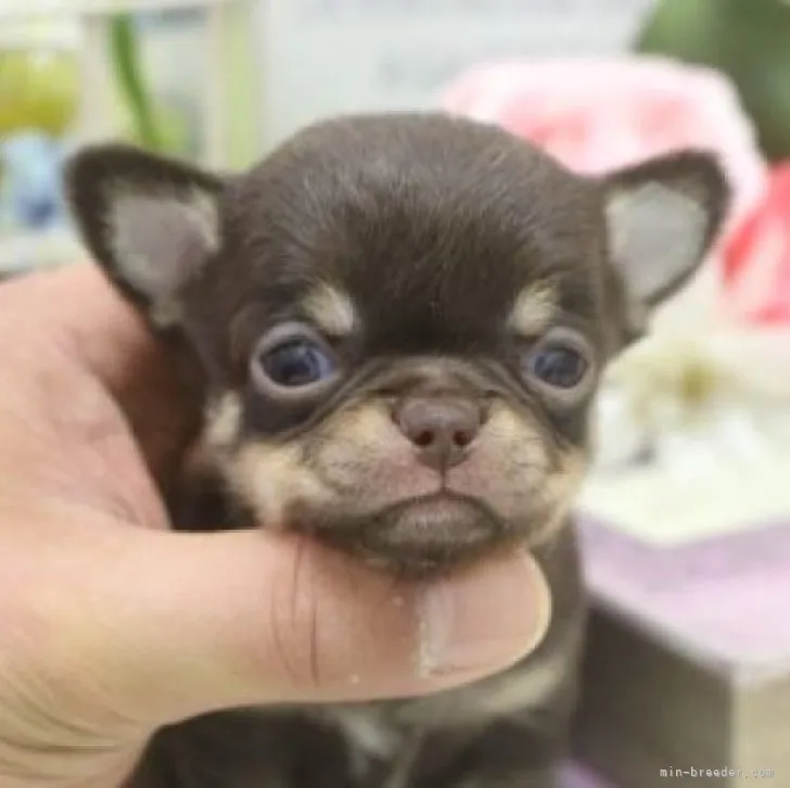 ID：2310-04797の子犬