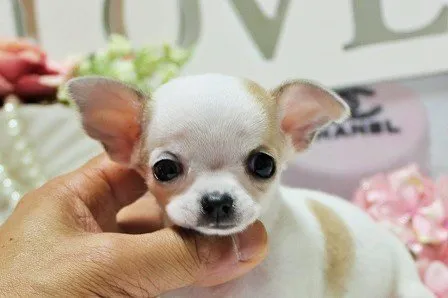 ID:1501-01308の子犬