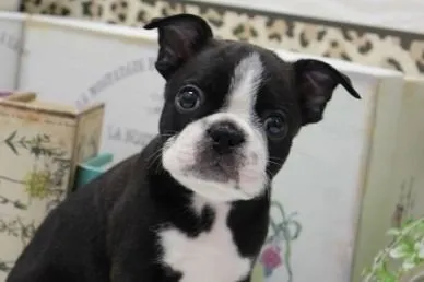 小麦 様のお迎えした子犬