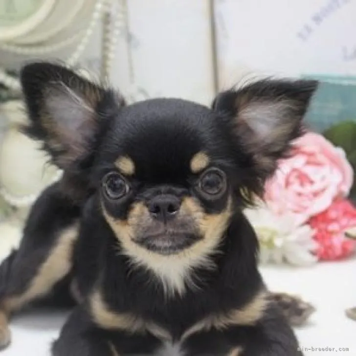 ID：2205-01649の子犬