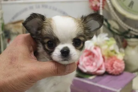 ID:2112-02280の子犬
