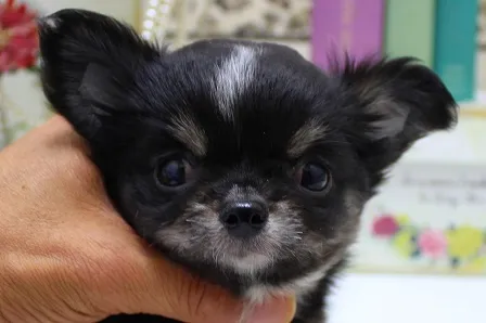 サマンサ 様のお迎えした子犬