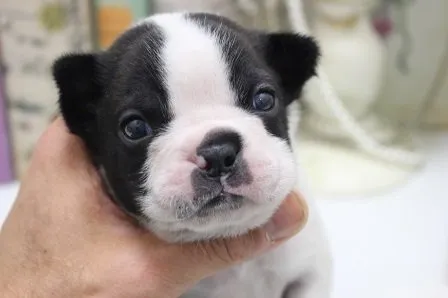 R. grace 様のお迎えした子犬