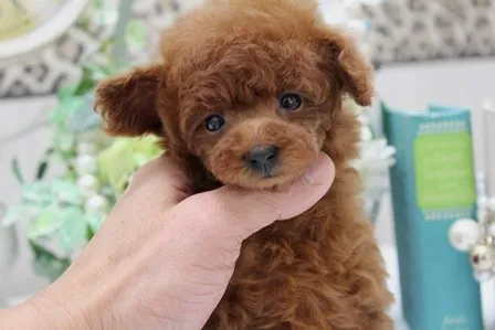 ID:1404-00258の子犬