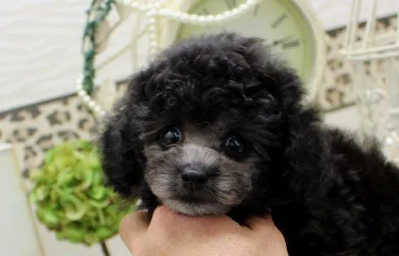 ID：1905-00845の子犬