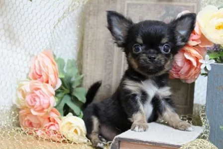 ID：1304-00295の子犬
