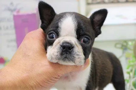 hana 様のお迎えした子犬