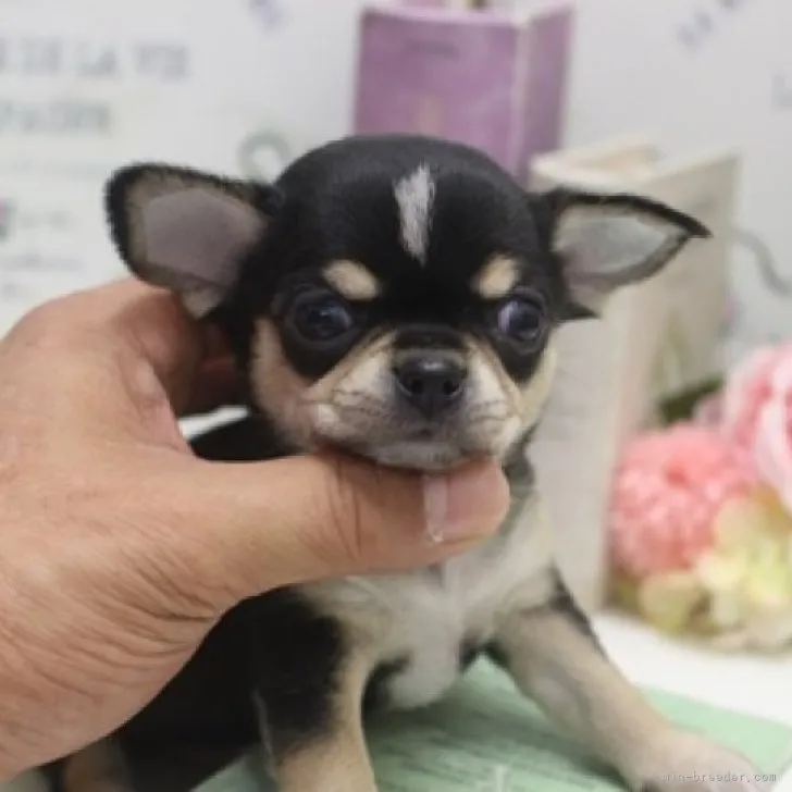 ID：2306-00329の子犬