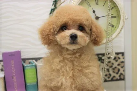 イサム 様のお迎えした子犬