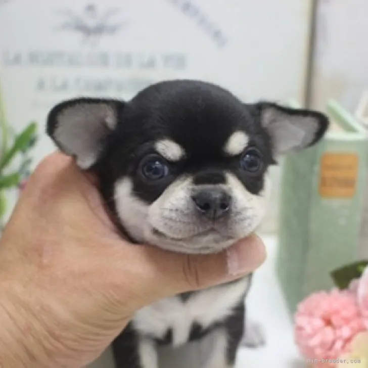 ID：2306-00327の子犬